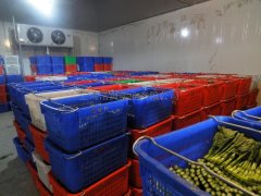 蔬菜批發市場建冷庫，建多大合適
