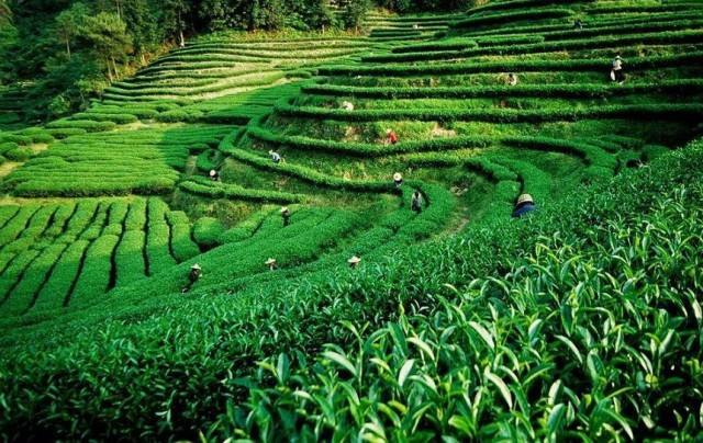 上海建1000㎡茶葉冷庫（冷藏、冷凍庫倉庫）安裝預算多少錢
