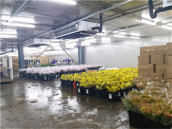 2萬平大型鮮花冷庫(恒溫庫) 2萬平大型鮮花冷庫(恒溫庫)