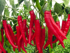 鮮辣椒保鮮庫建造，50噸鮮辣椒在冷庫可以保鮮多久，造價是多少